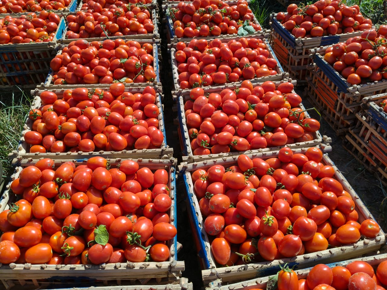 حصاد الطماطم (1)