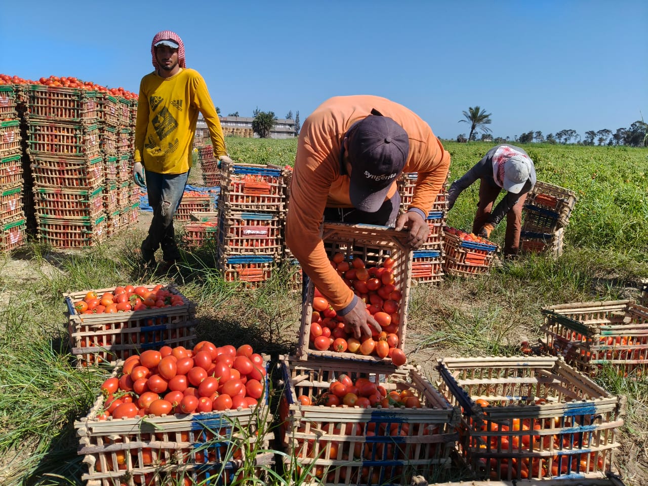 حصاد الطماطم (2)