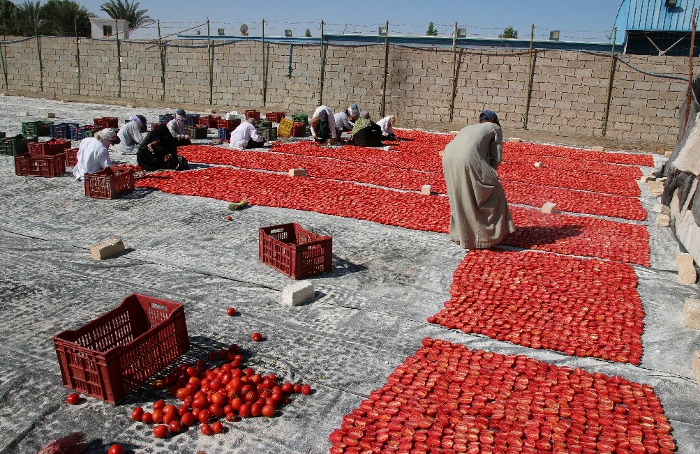 فرق الفتيات خلال العمل فى تجفيف الطماطم بالأقصر