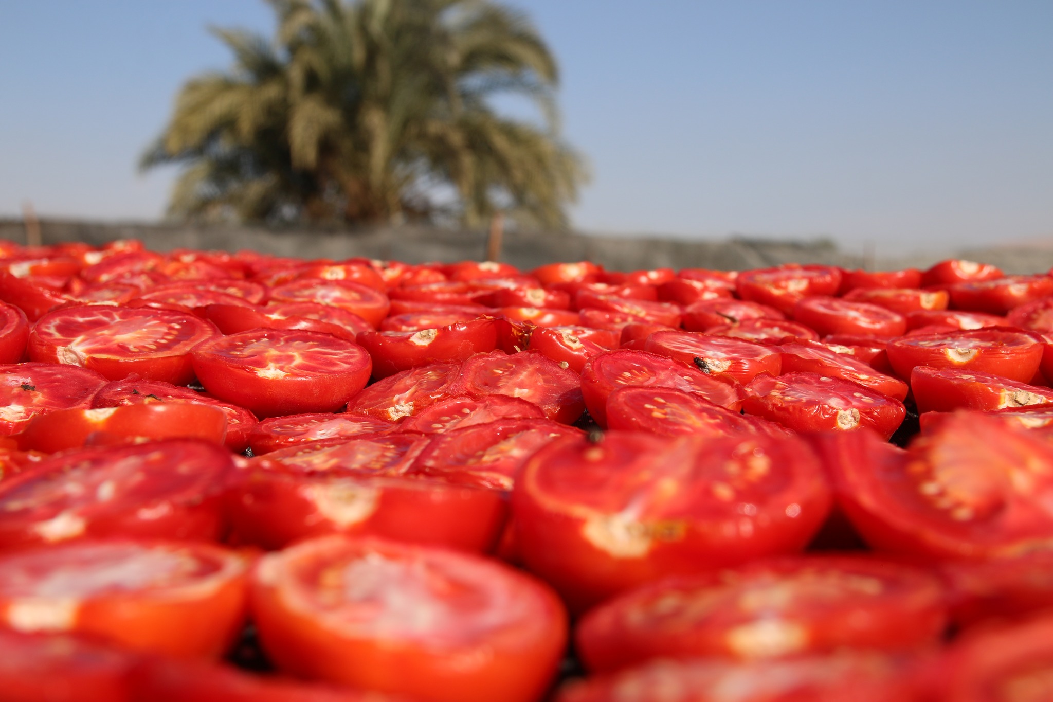 تجفيف الطماطم في الأقصر كنز للمزارعين وتصدير للخارج