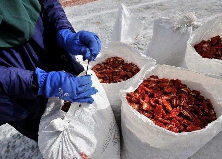 تجميع الطماطم المجففة قبل تصديرها للخارج