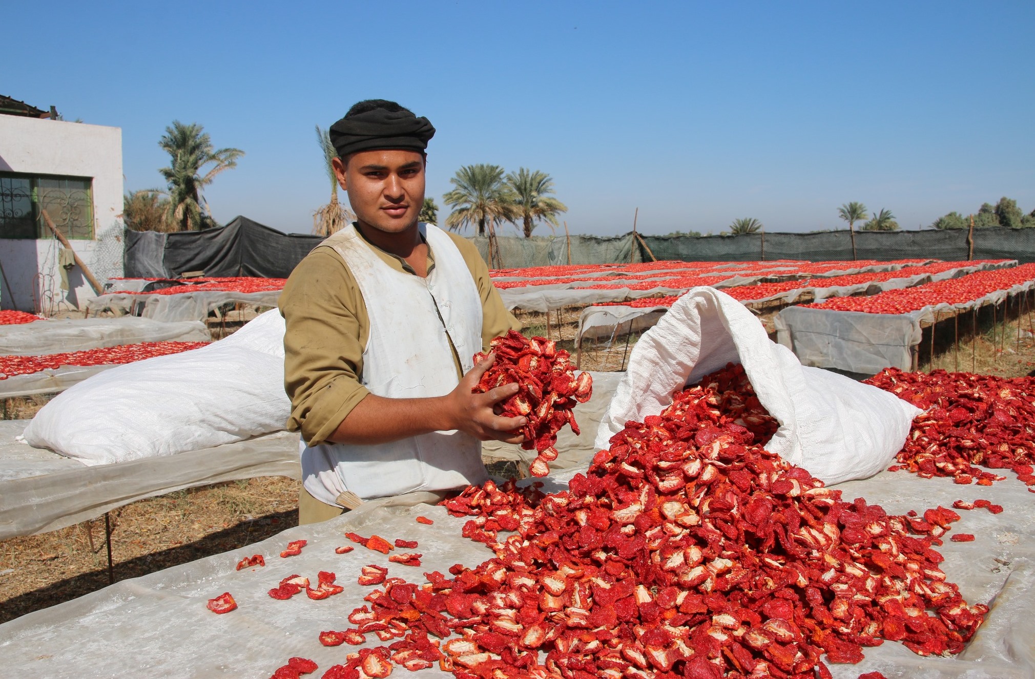 عمليات تجفيف الطماطم فى مزارع جنوب الأقصر
