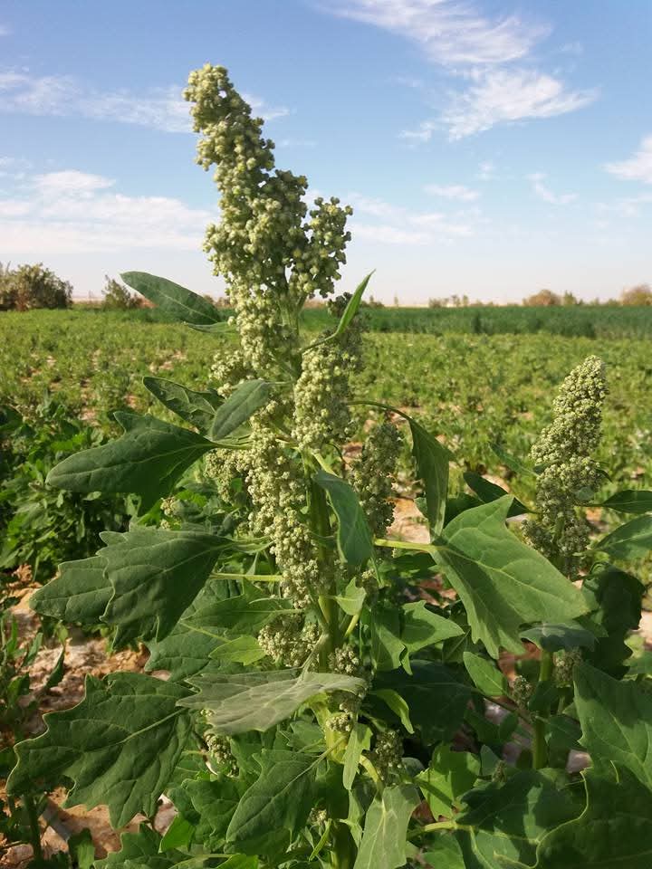 نجاح زراعة الكينوا بالوادى الجديد