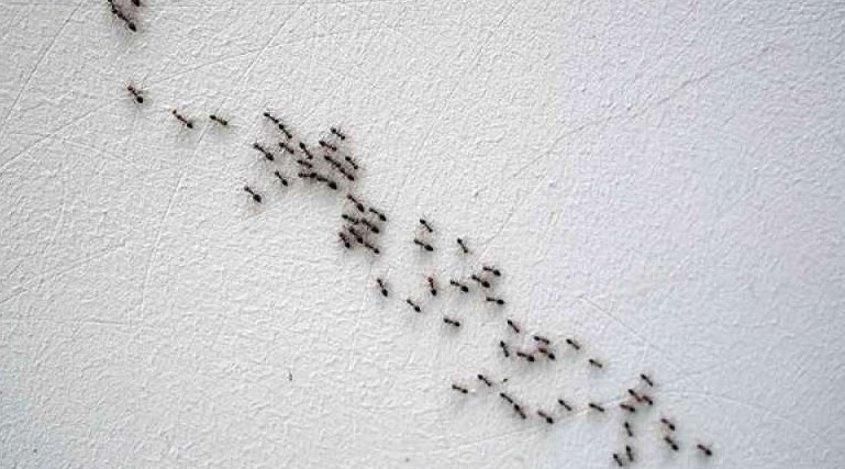 تفسير رؤية النمل فى المنام