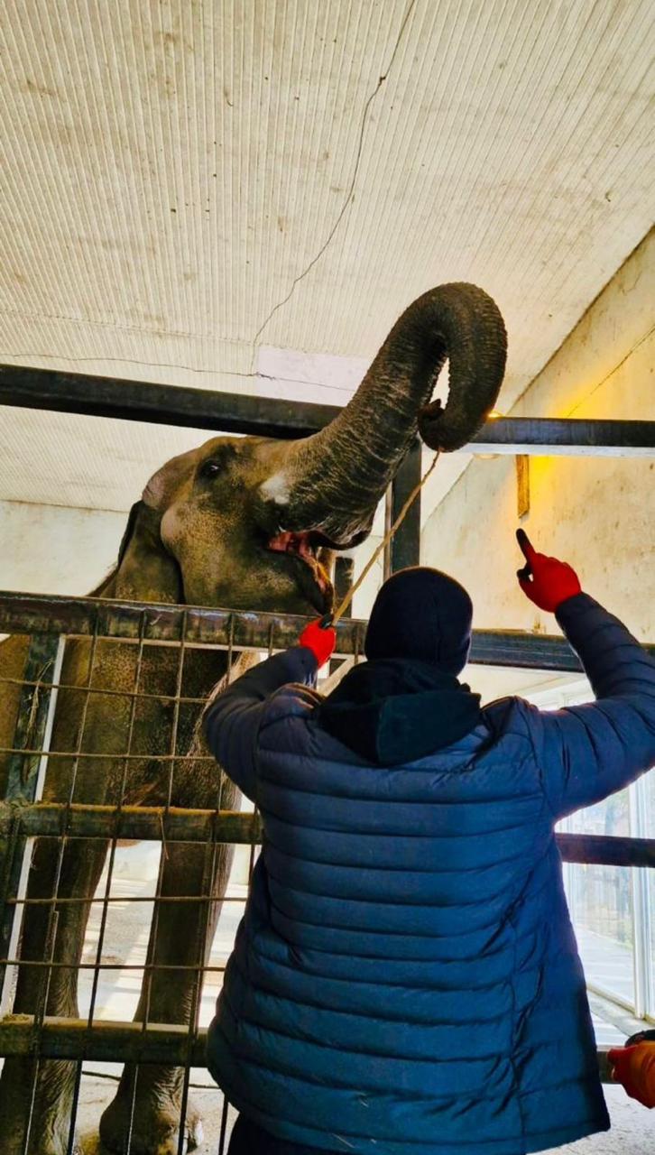التدريب على الاهتمام بالافيال فى جورجيا التدريب على الاهتمام بالافيال فى جورجيا