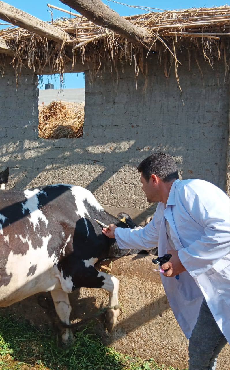 تحصين الماشية ضد الحمى القلاعية تحصين الماشية ضد الحمى القلاعية