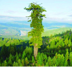 شجرة هايبريون