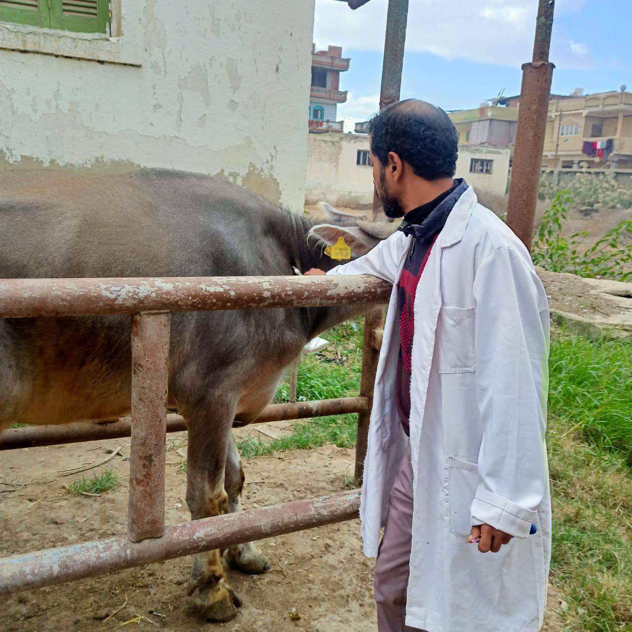تحصين الماشية بقرى كفر الشيخ تحصين الماشية بقرى كفر الشيخ
