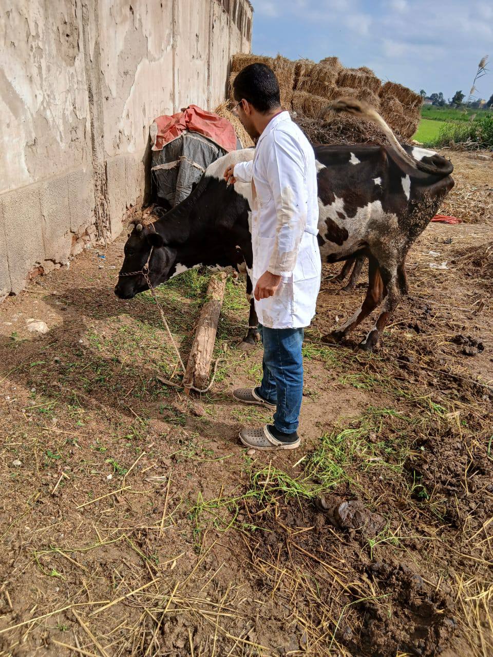 استمرار تحصبن الماشية بقرى كفر الشيخ استمرار تحصبن الماشية بقرى كفر الشيخ