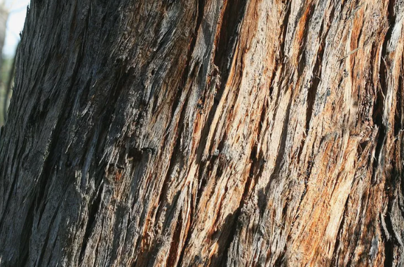 كينج سترينغي