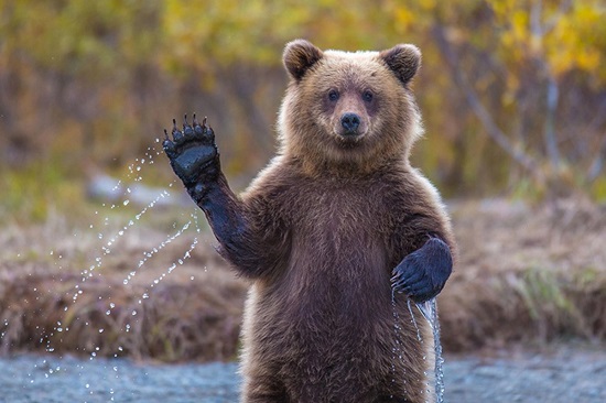 تفسير رؤية الدب