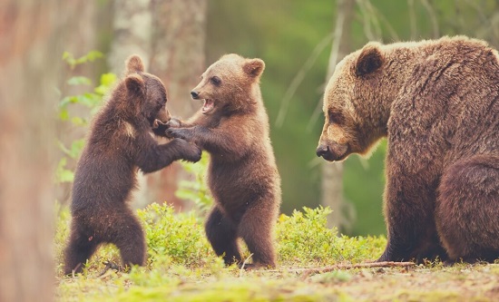 تفسير حلم الدببة