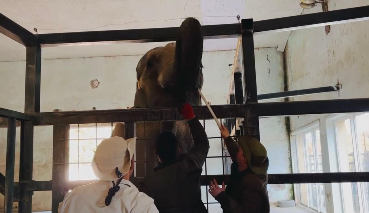 الأفيال فى جورجيا الأفيال فى جورجيا