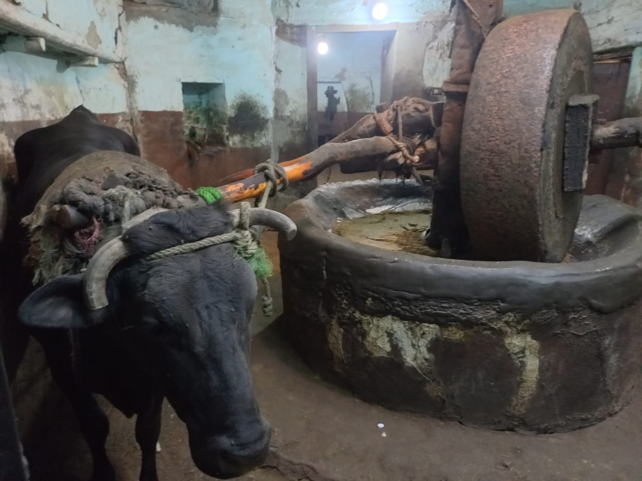 معصرة زيوت زارع بقنا معصرة زيوت زارع بقنا