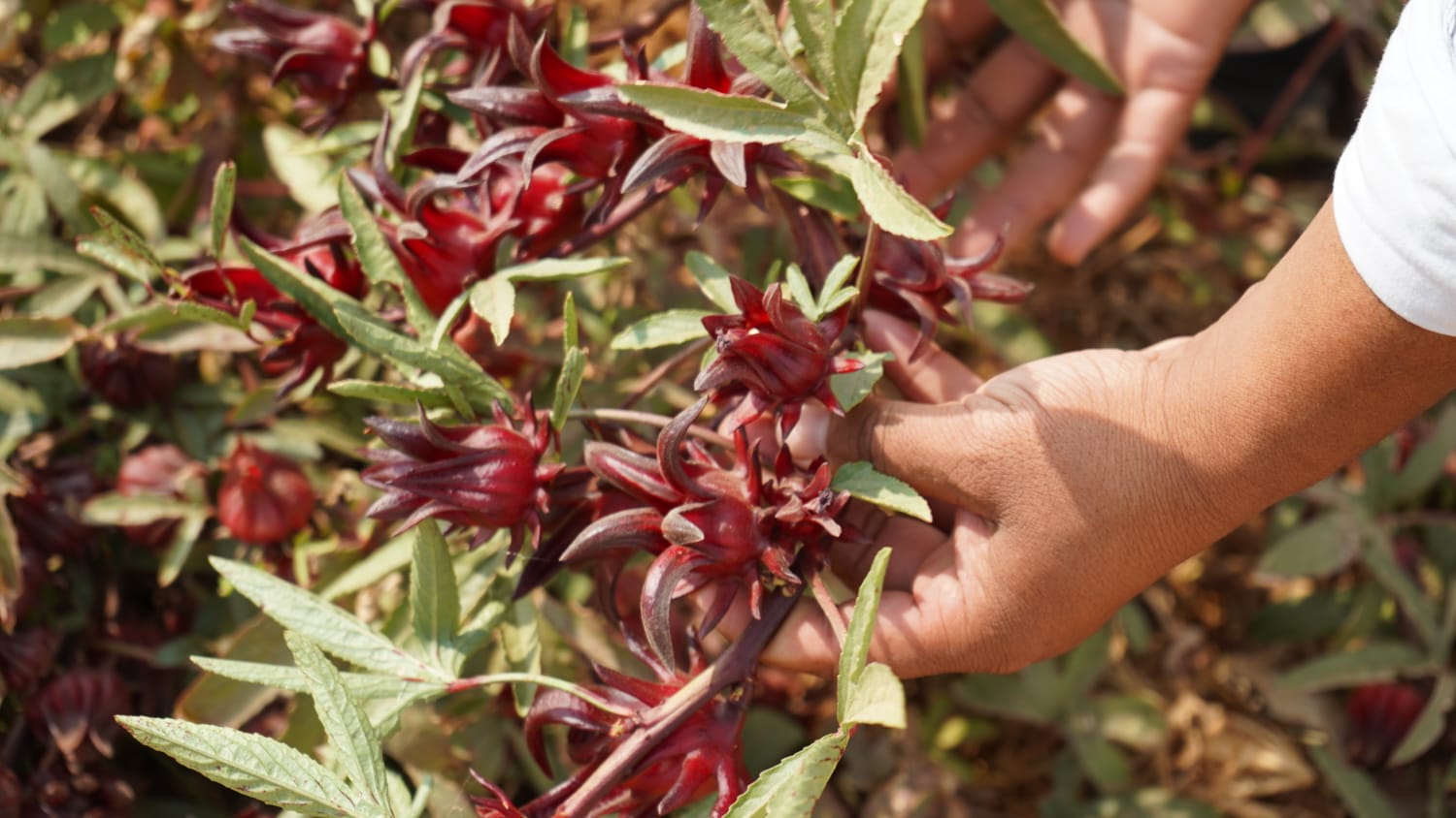 كركديه كركديه