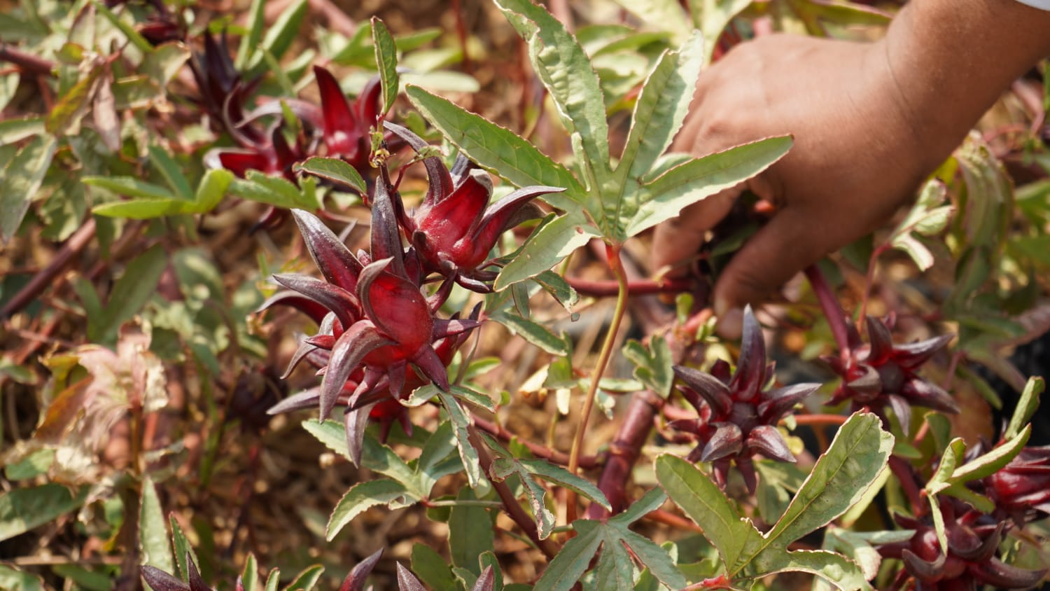 حصاد الكركديه حصاد الكركديه