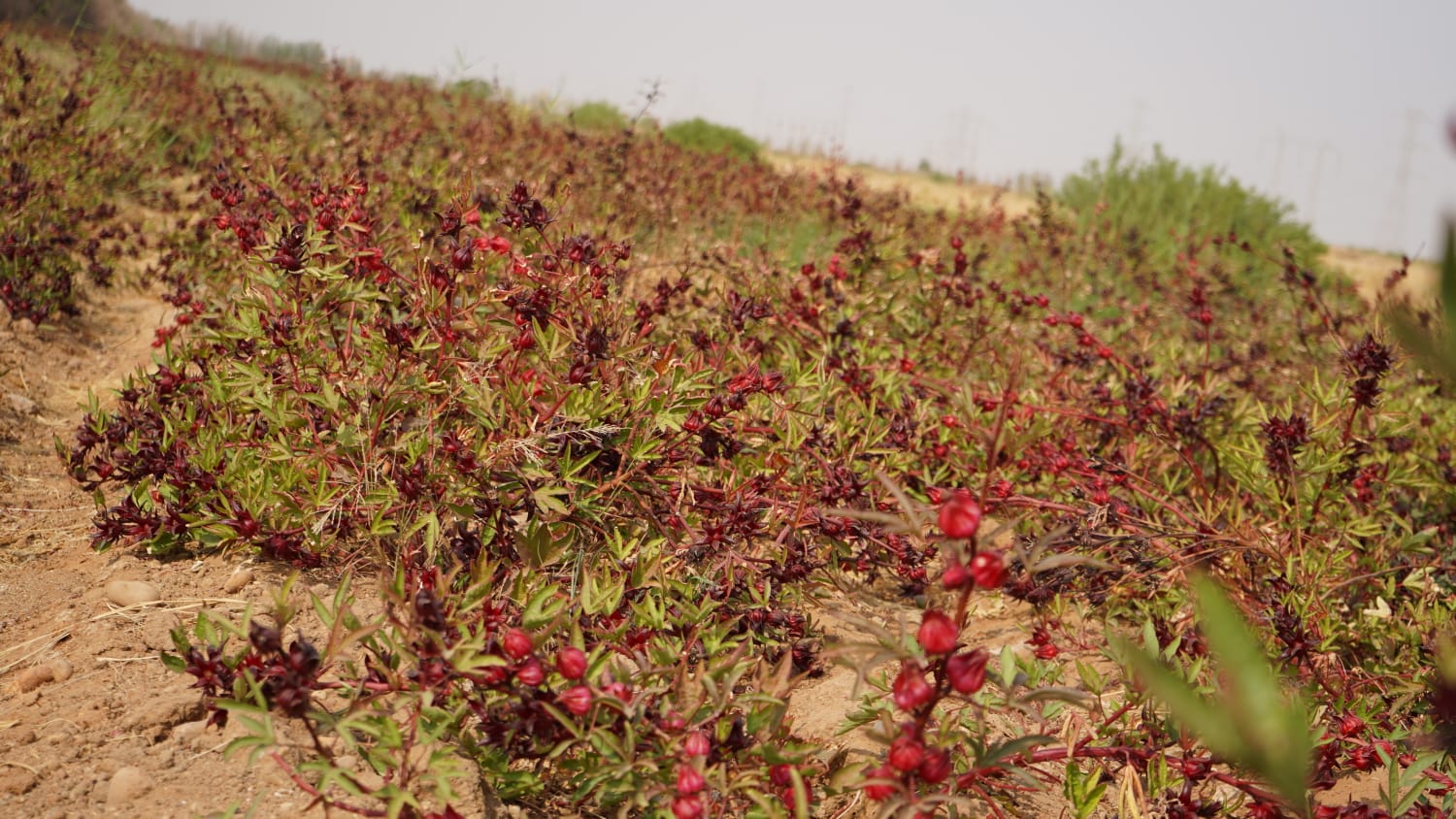 مزارع مزارع