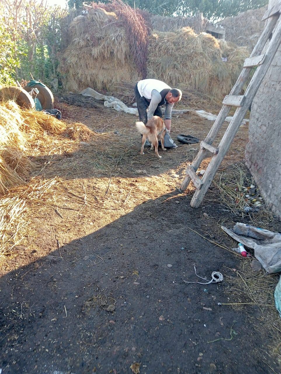 الحرص على تحصين الكلاب بالقرى الحرص على تحصين الكلاب بالقرى