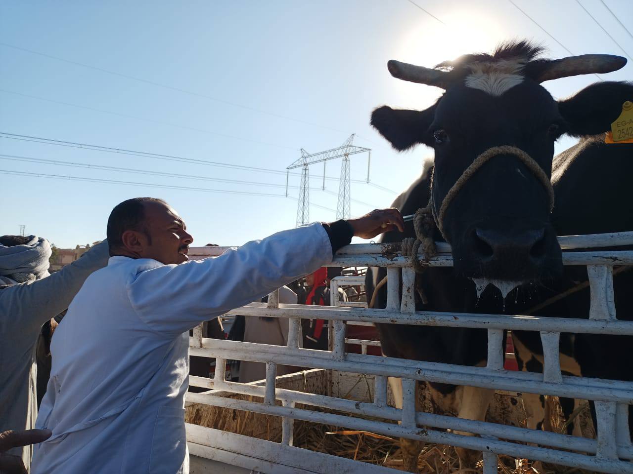 لجان الطب البيطرى تفحص الماشية في سوق إسنا الأسبوعى لجان الطب البيطرى تفحص الماشية في سوق إسنا الأسبوعى