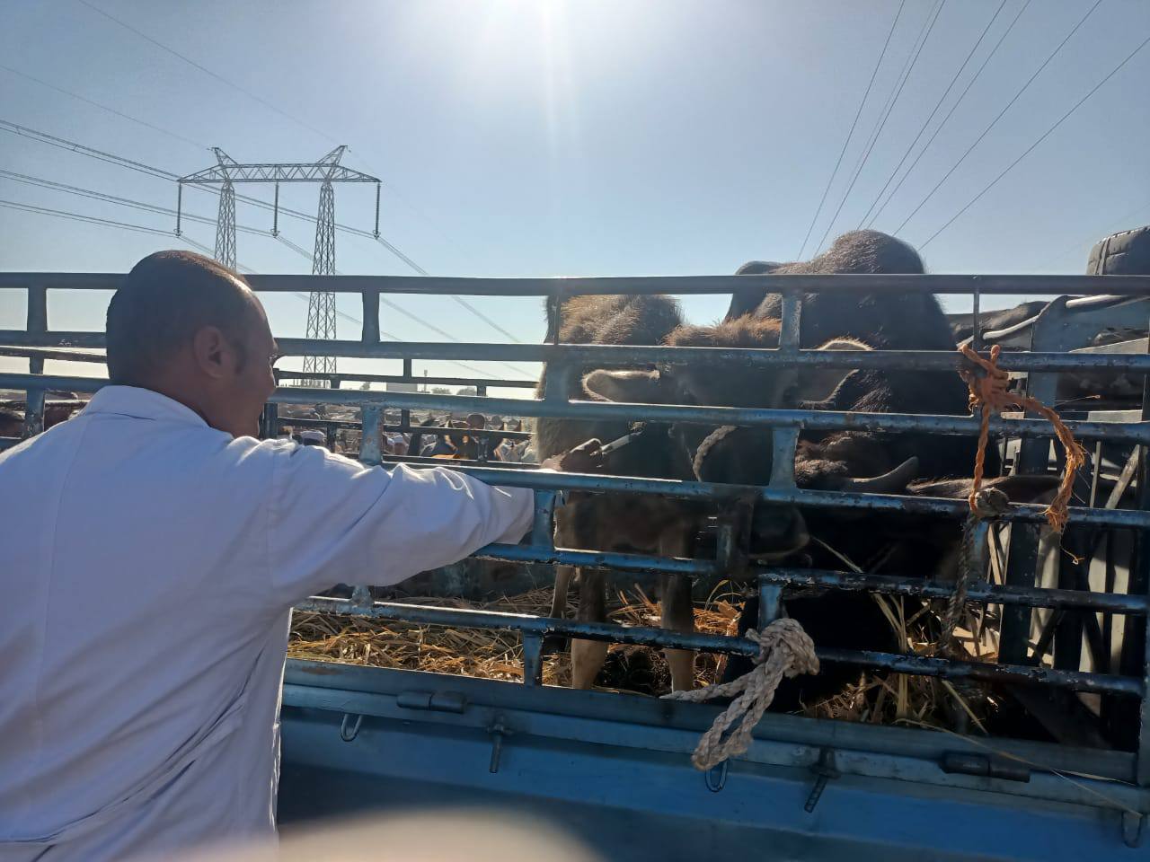 تحصين الماشية في سوق إسنا الأسبوعى للتأكد بخلوها من الأمراض الوبائية تحصين الماشية في سوق إسنا الأسبوعى للتأكد بخلوها من الأمراض الوبائية