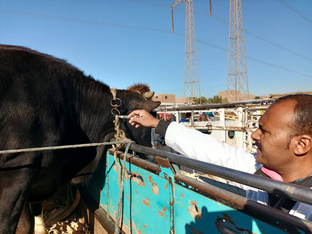 جانب من تحصين الماشية في سوق إسنا الأسبوعى للتأكد بخلوها من الأمراض الوبائية جانب من تحصين الماشية في سوق إسنا الأسبوعى للتأكد بخلوها من الأمراض الوبائية