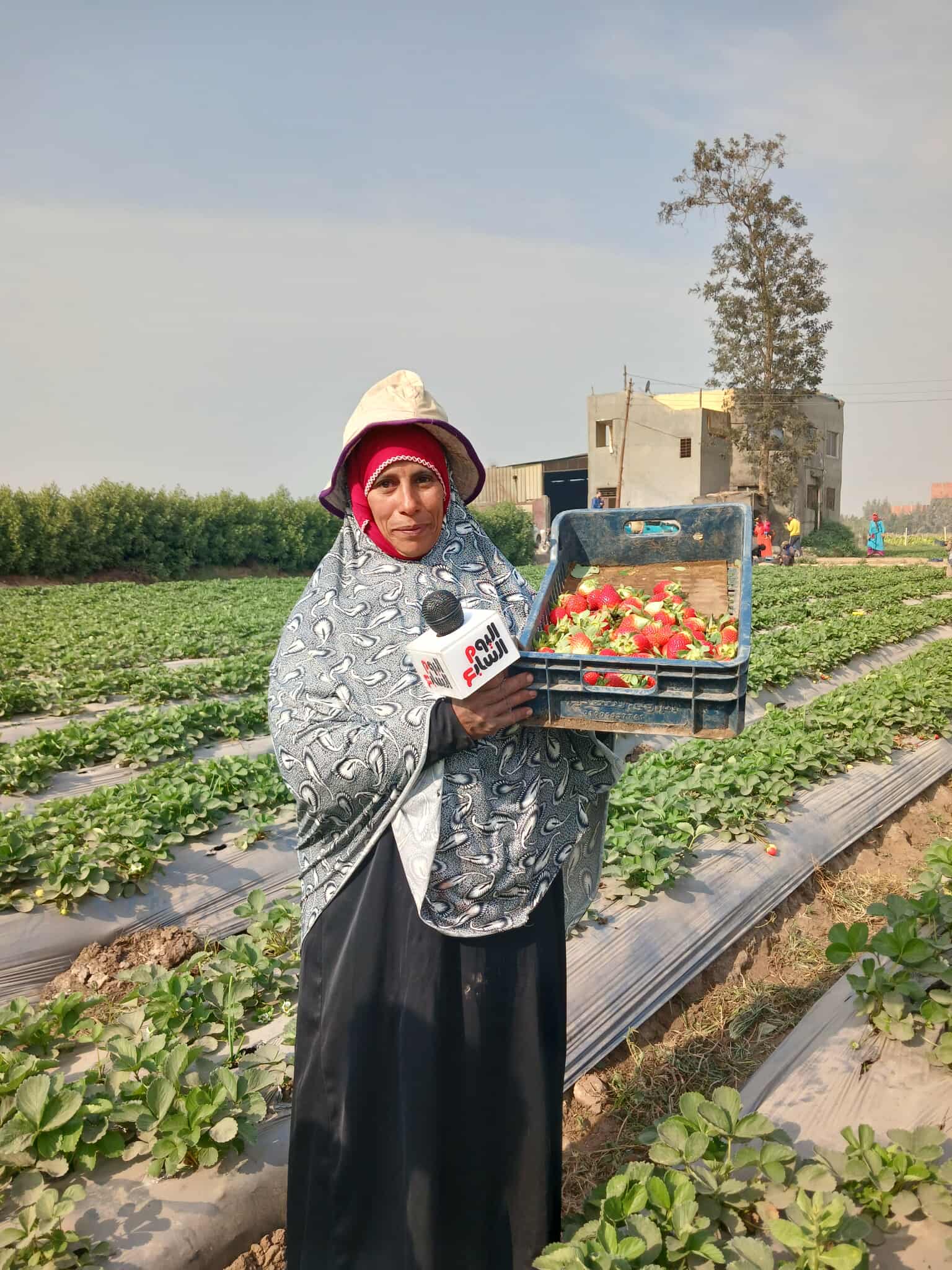 انطلاق حصاد اميرة الفاكهة