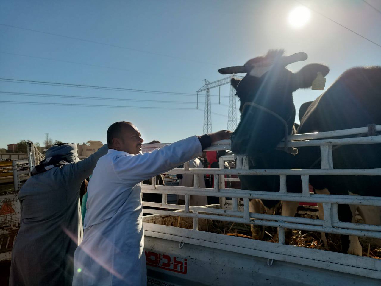 لجان تفحص الماشية في سوق إسنا الأسبوعى للتأكد بخلوها من الأمراض الوبائية لجان تفحص الماشية في سوق إسنا الأسبوعى للتأكد بخلوها من الأمراض الوبائية