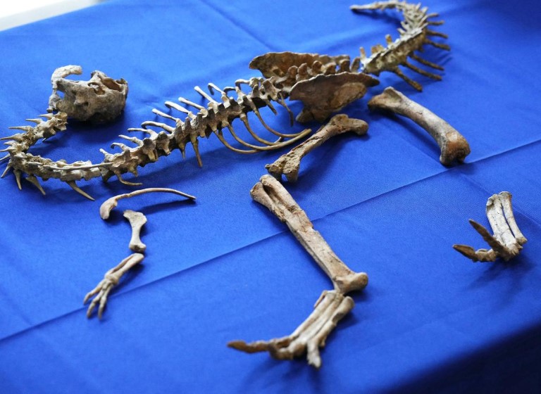 أحفورة ديناصورة عمرها 70 مليون عام