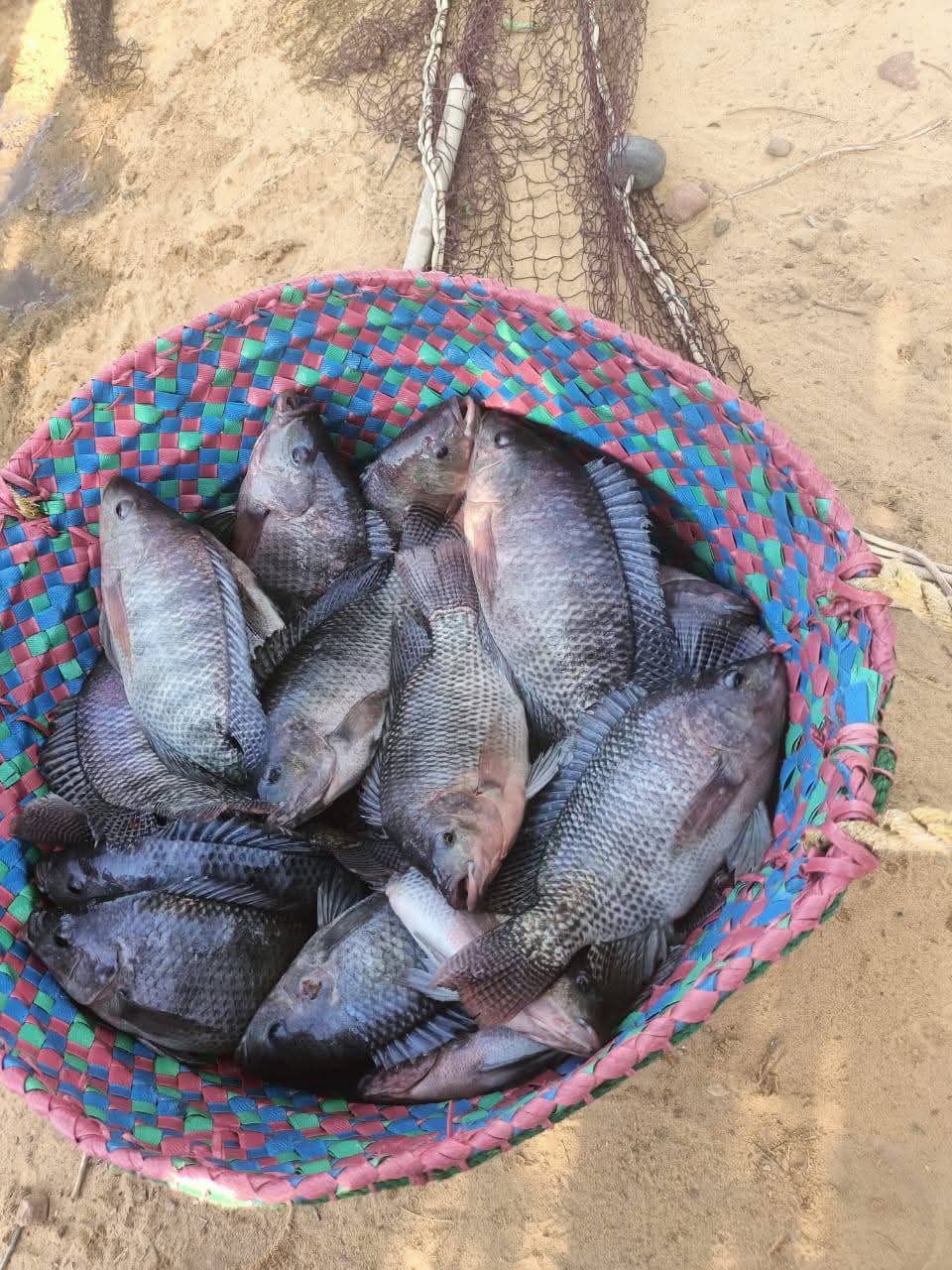 جانب من انتاج أسماك البلطي بالقرية جانب من انتاج أسماك البلطي بالقرية