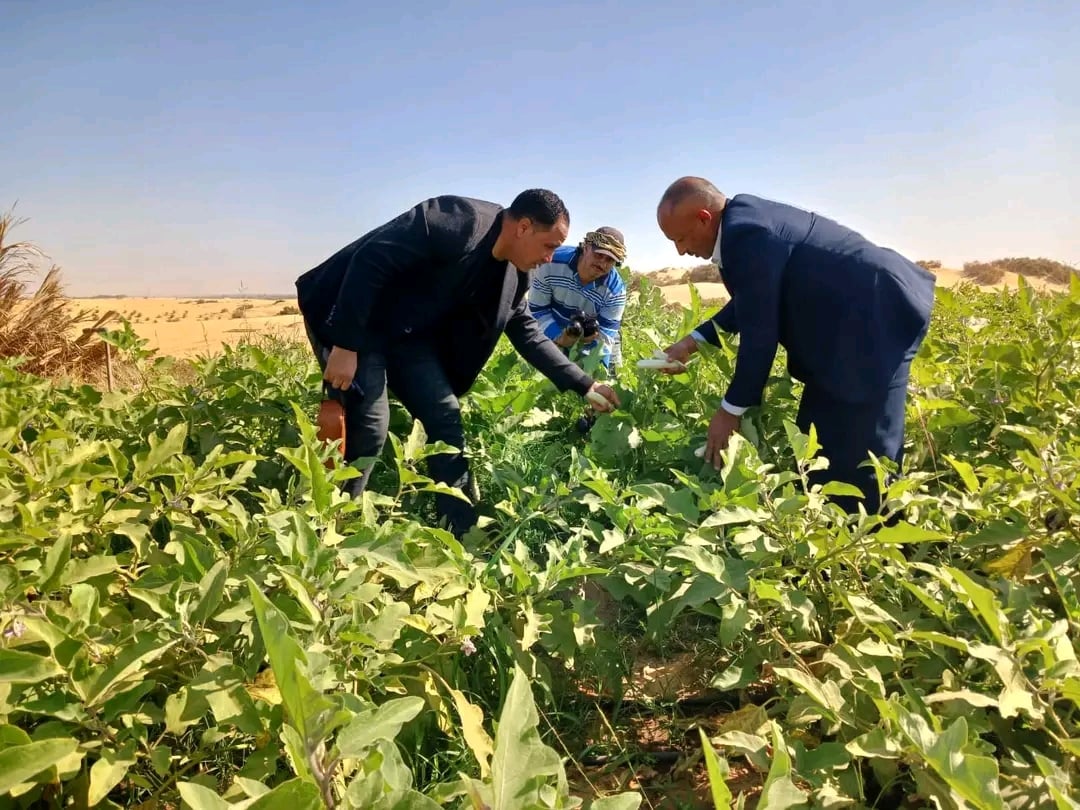 ري الصوب الزراعية بمياه أحواض السمك ري الصوب الزراعية بمياه أحواض السمك