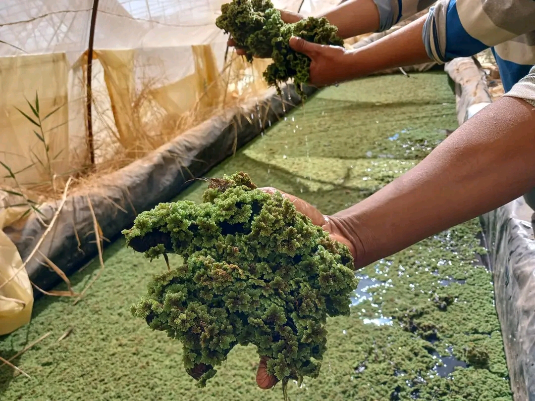 زراعة الازولا على مياه أحواض السمك زراعة الازولا على مياه أحواض السمك
