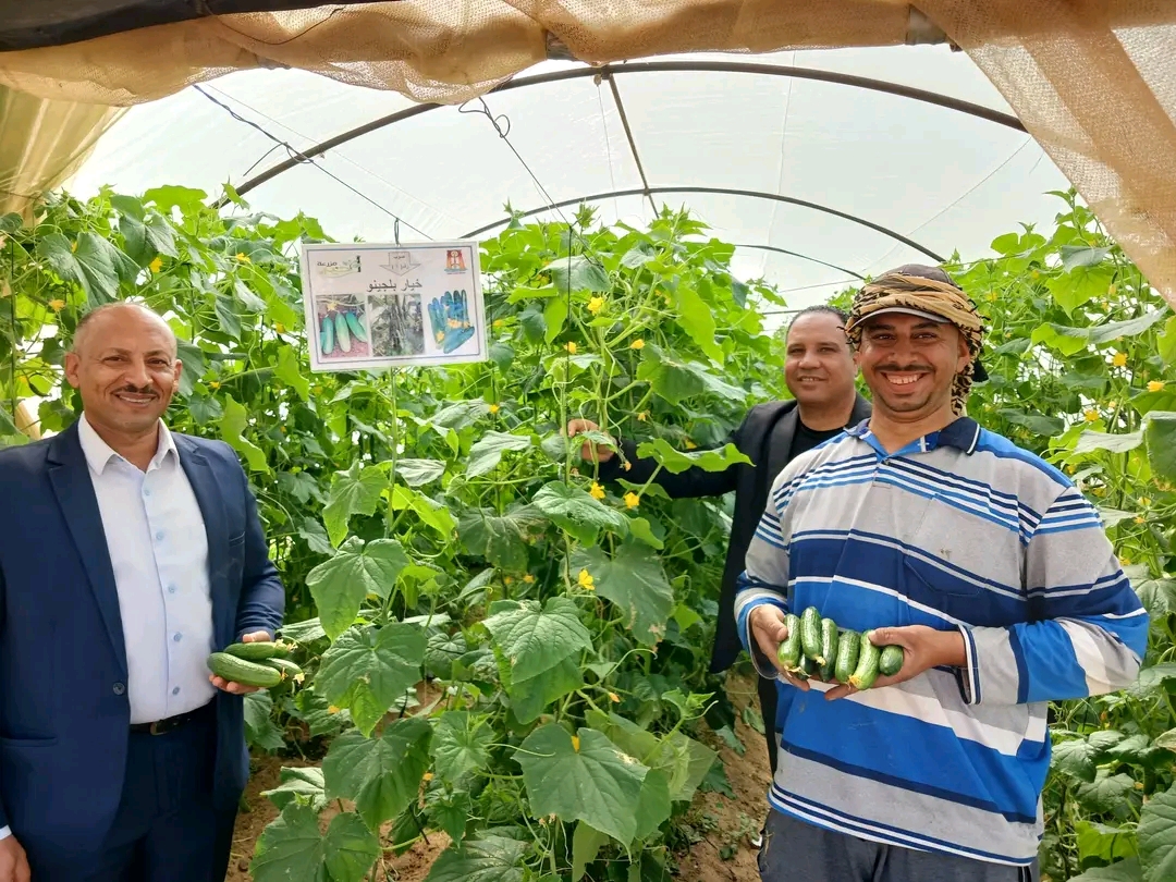 نجاح إنتاج الخضروات من الصوب الزراعية نجاح إنتاج الخضروات من الصوب الزراعية