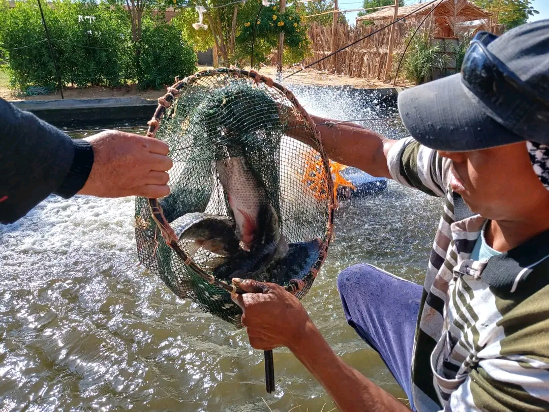 باكورة انتاج المزارع السمكية بالقرى باكورة انتاج المزارع السمكية بالقرى
