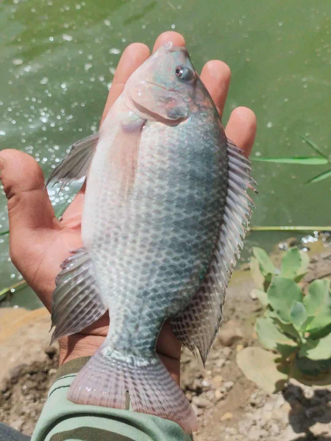 انتاج وفير من أسماك البلطي انتاج وفير من أسماك البلطي