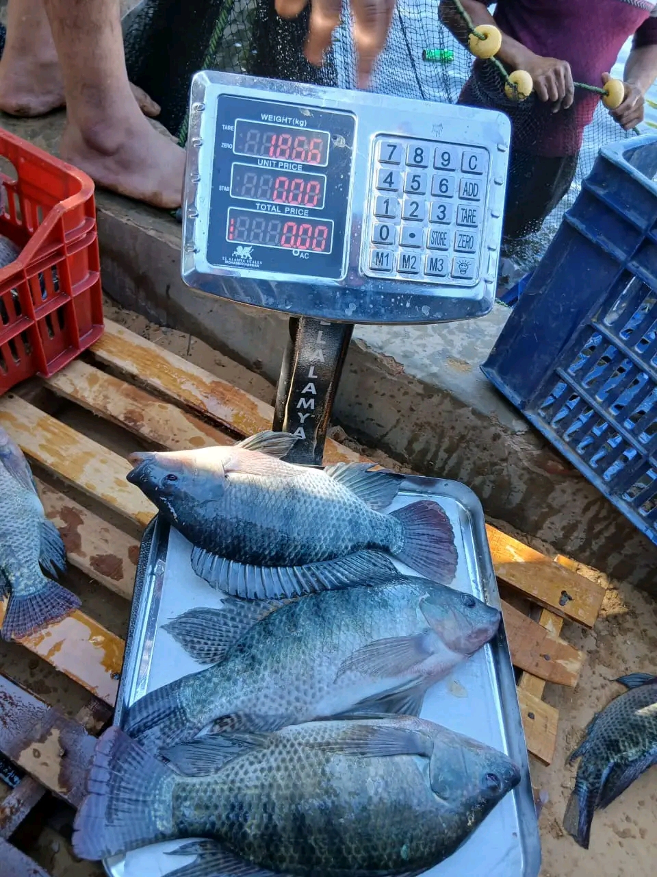 طرح الانتاج بأسعار مخفضة للمواطنين طرح الانتاج بأسعار مخفضة للمواطنين