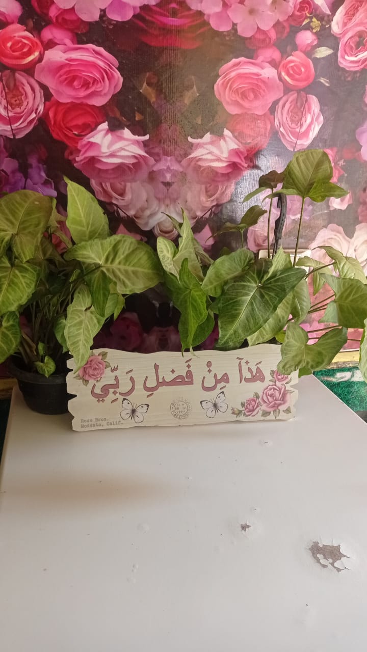 نباتات الزينة نباتات الزينة