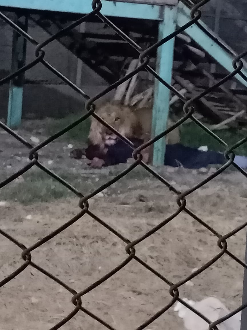 الأسد بجوار الضحية