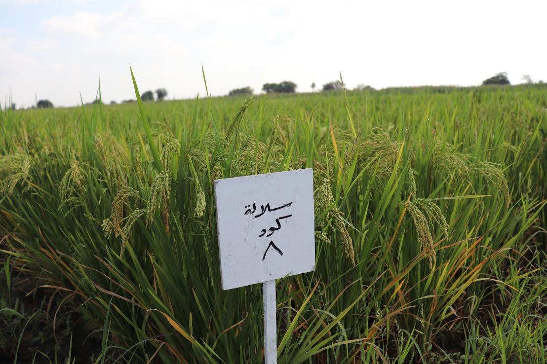 تسجيل صنف جديد من الأرز تسجيل صنف جديد من الأرز