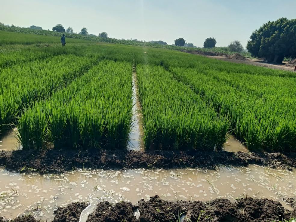 صنف أرز جديد صنف أرز جديد