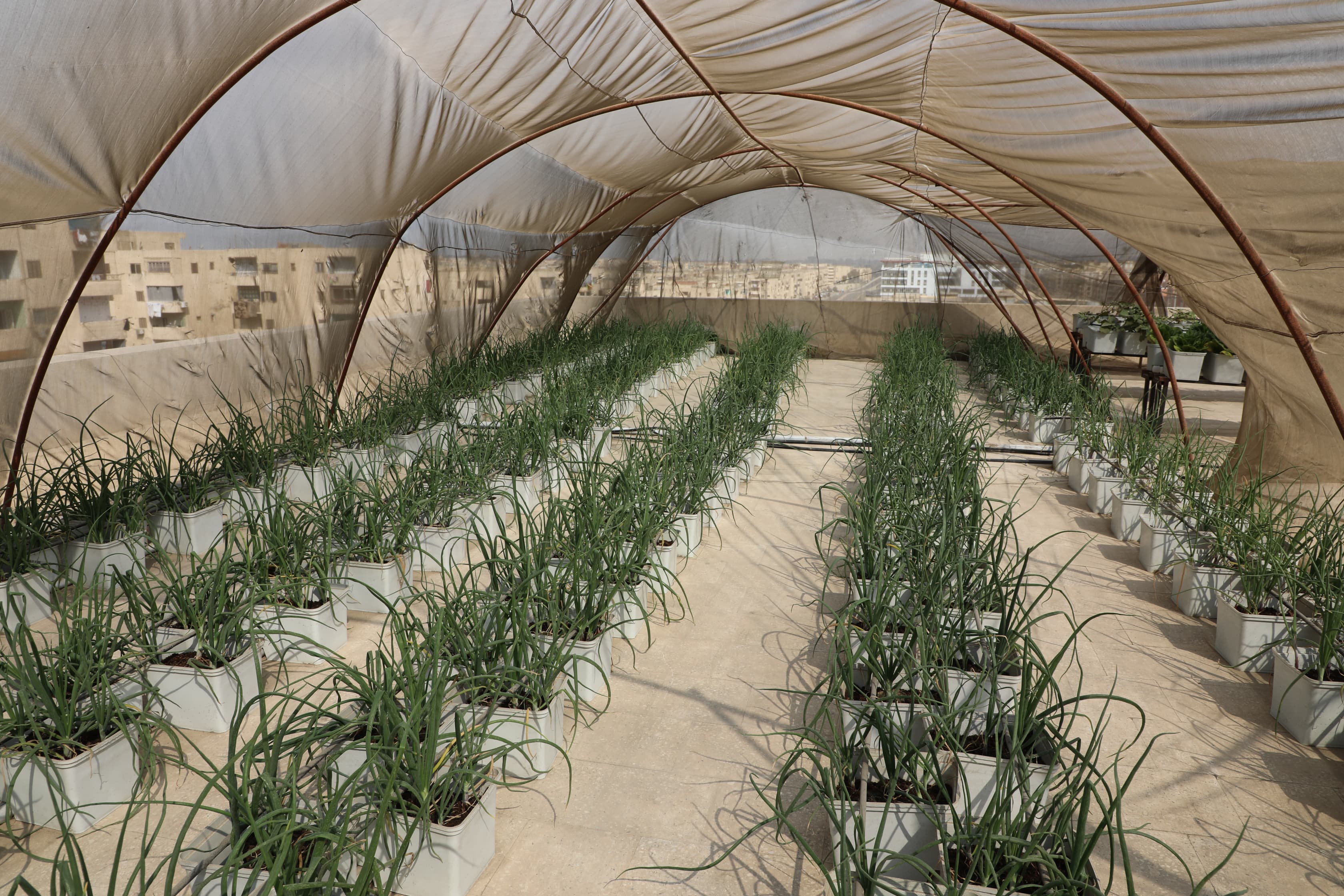 اسطح الاسمرات