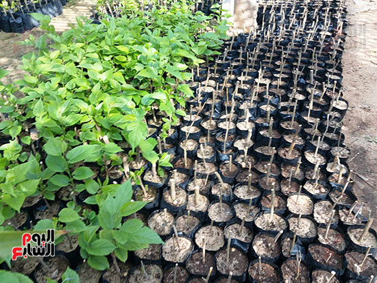 شتلات-التوت