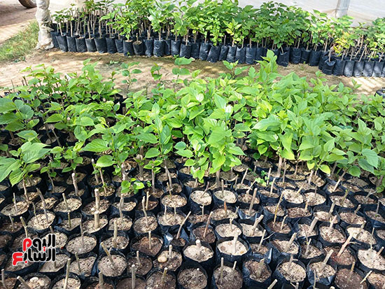 انتاج-الحرير