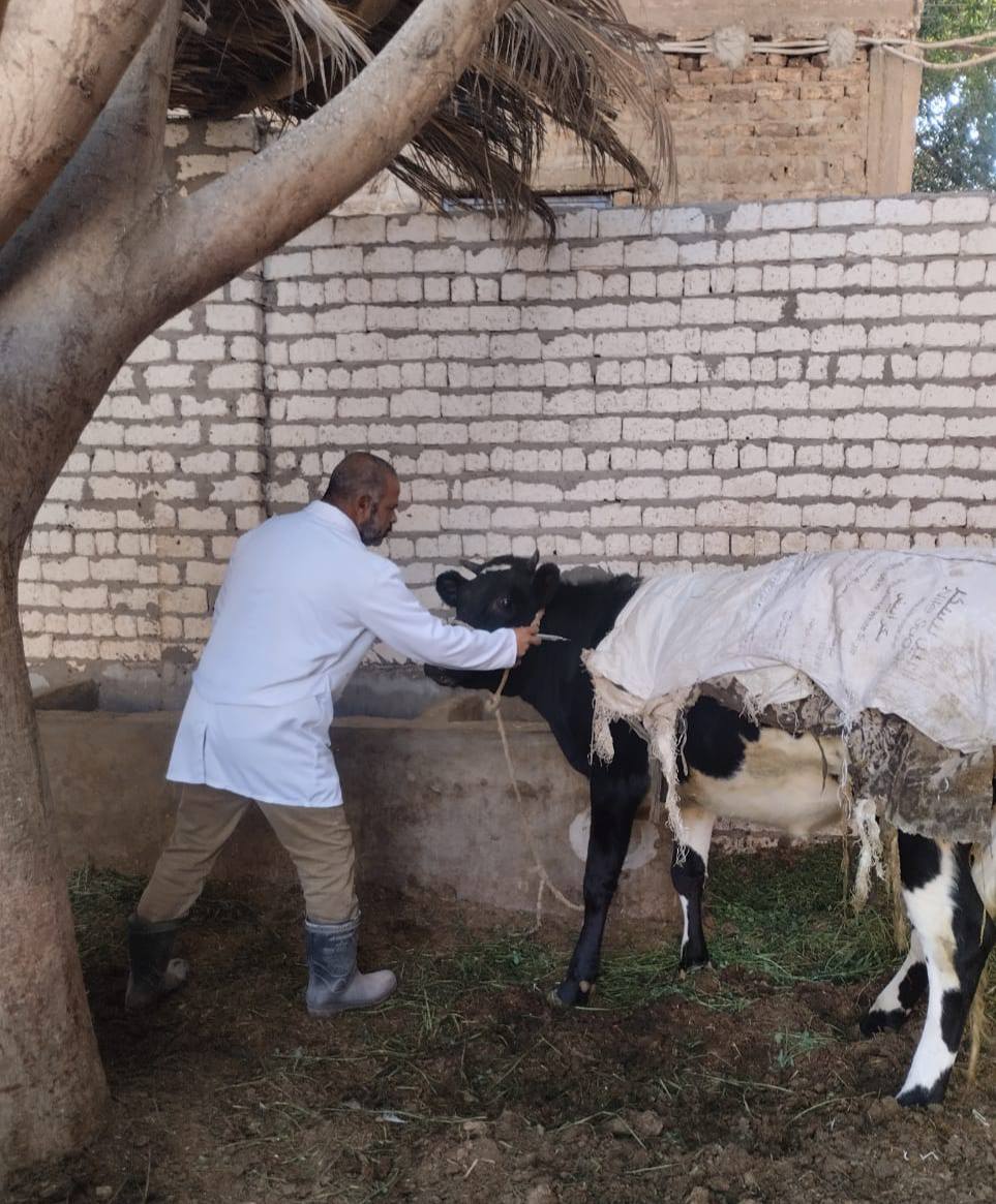 بيطرى الأقصر تشكل لجان لتحصين الماشية ضد الجلد العقدى