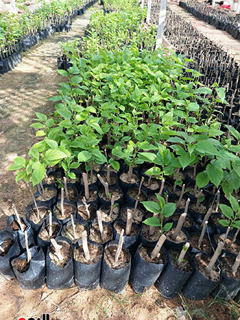 مشروت-انتاج-الحرير