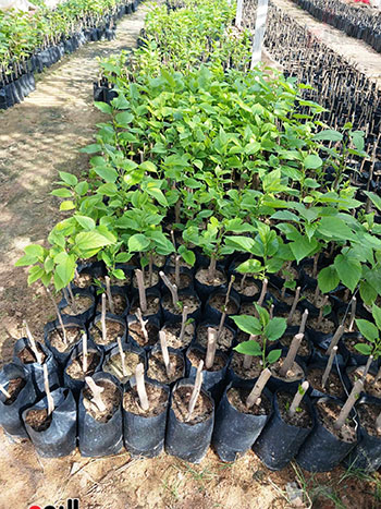 مشروع-انتاج-100-الف-شتلة