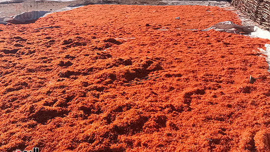 محصول-عباد-القمر-فى-بنى-سويف محصول-عباد-القمر-فى-بنى-سويف