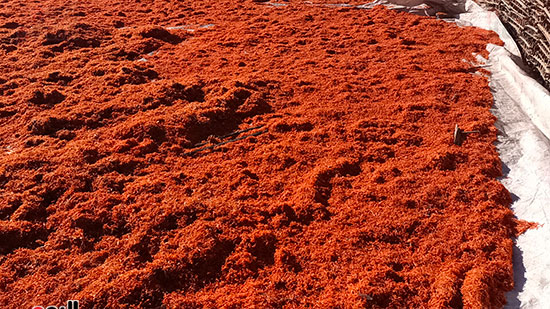 انتشار-النباتات-الطبية-والعطرية انتشار-النباتات-الطبية-والعطرية