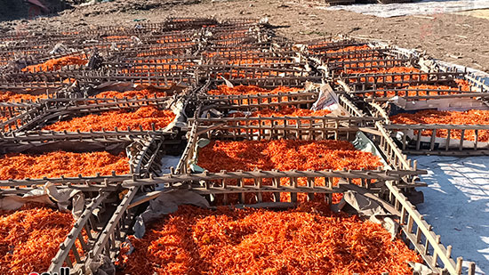 انتشار-النباتات-الطبية-ببنى-سويف انتشار-النباتات-الطبية-ببنى-سويف