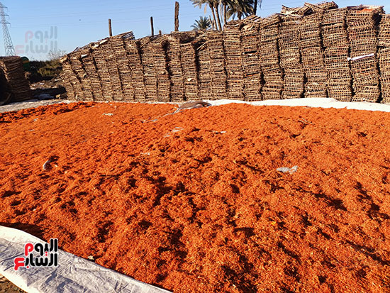 مناشر-النباتات-الطبية-ببنى-سويف مناشر-النباتات-الطبية-ببنى-سويف