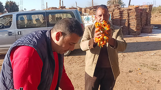 محصول-الكالنديولا محصول-الكالنديولا